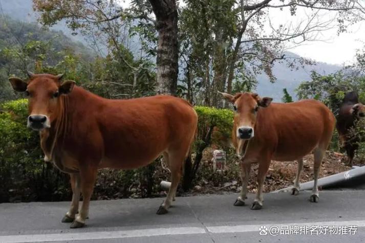 陕西商洛土特产品排行榜 秦岭深处的馈赠